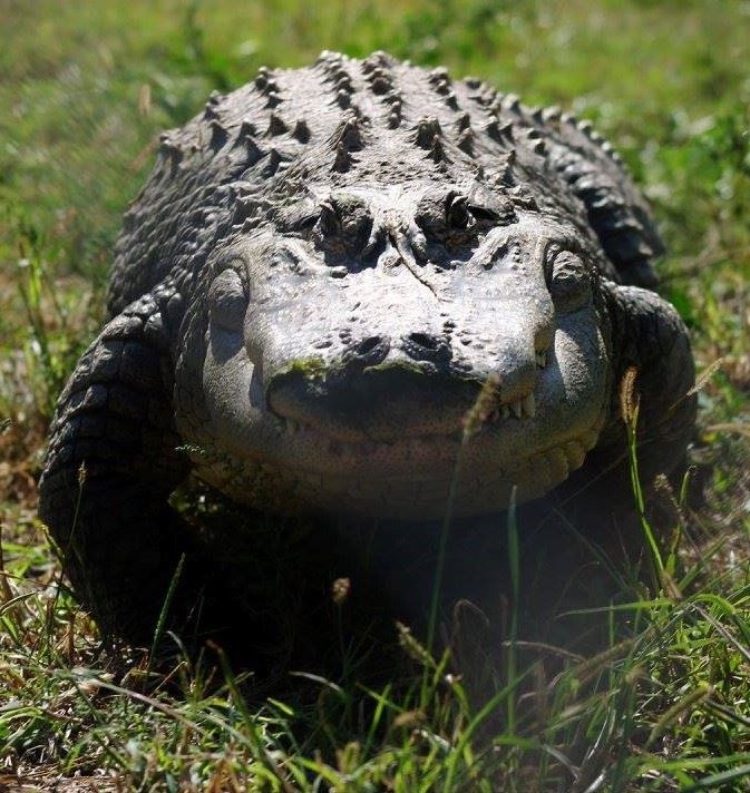 American Alligator